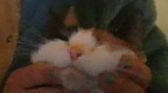kaida image :)